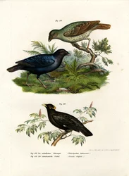 Seidenlaubenvogel, 1864